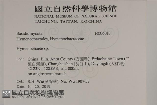 刺革菌屬藏品圖，第2張