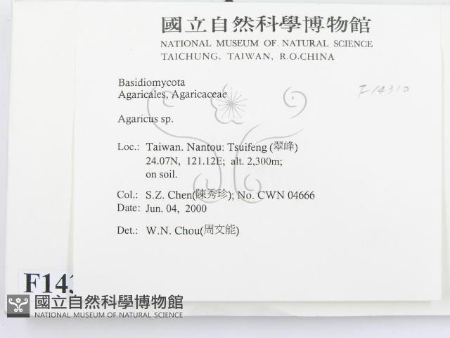 傘菌屬藏品圖，第2張