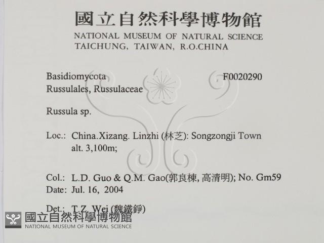 紅菇屬藏品圖，第2張