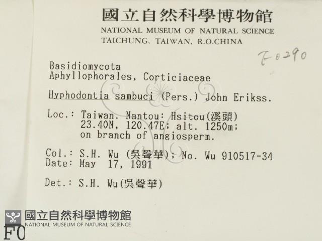冇骨消絲齒菌藏品圖，第2張