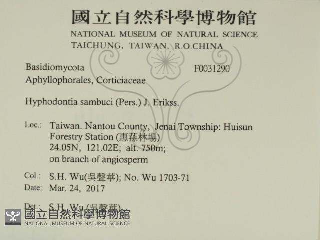 冇骨消絲齒菌藏品圖，第2張
