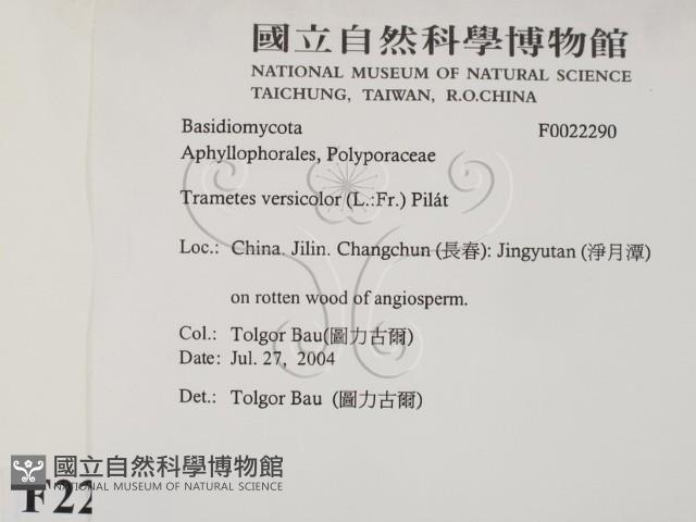 雲芝藏品圖，第2張