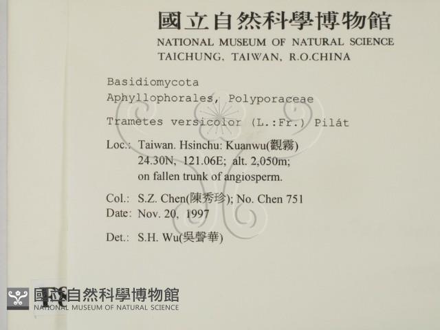 雲芝藏品圖，第2張