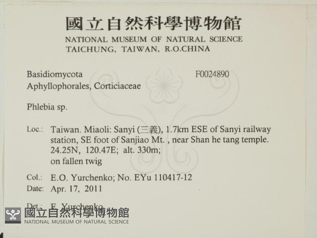 射脈菌屬藏品圖，第2張