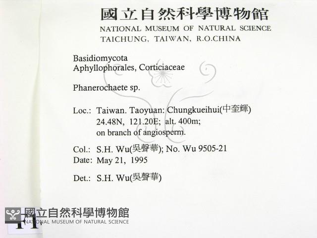 顯絲菌屬藏品圖，第2張