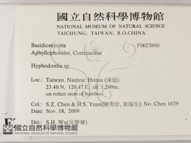 絲齒菌屬藏品圖，第2張