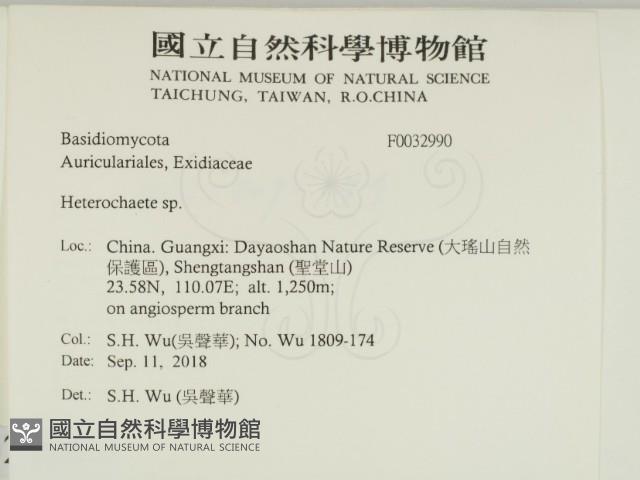 刺皮菌屬藏品圖，第2張