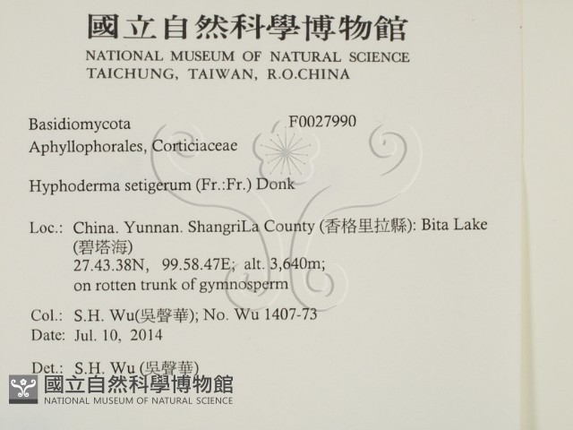 剛毛絲皮菌藏品圖，第2張