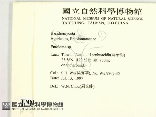 粉褶菌屬藏品圖，第2張