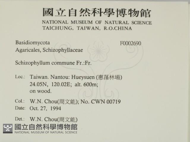 裂褶菌藏品圖，第2張