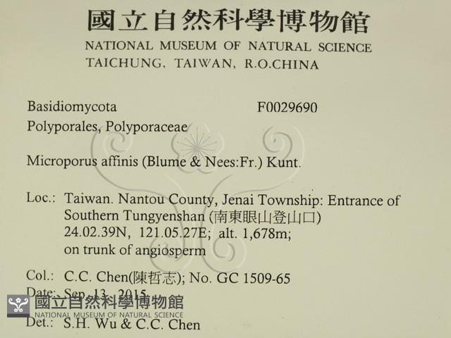 相鄰小孔菌藏品圖，第2張