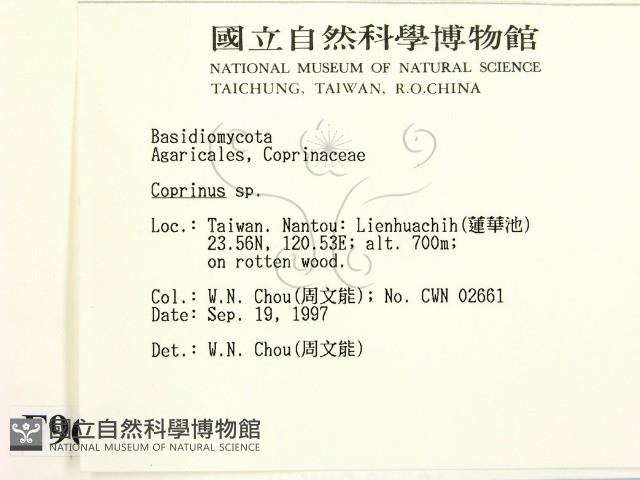 鬼傘屬藏品圖，第2張