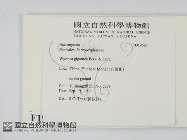 登錄號:F0019690藏品圖，第2張