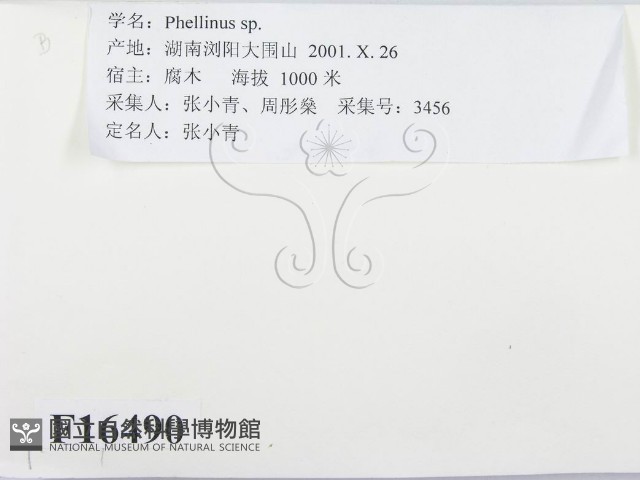 木層孔菌屬藏品圖，第2張