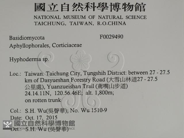 絲皮菌屬藏品圖，第2張