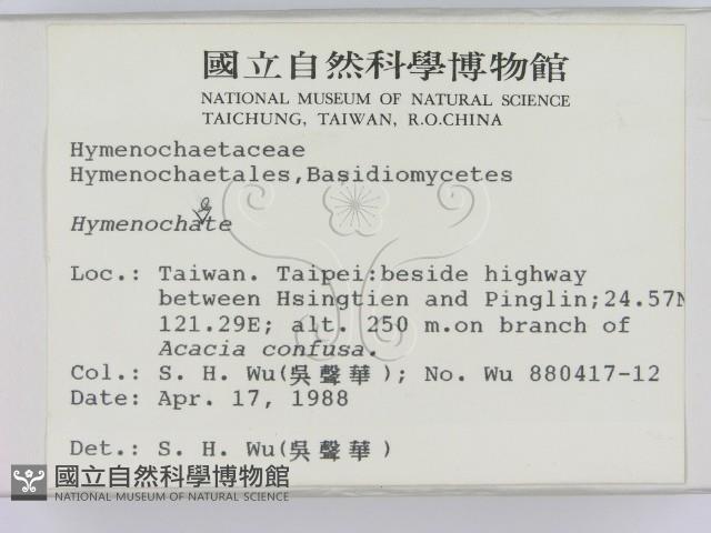 刺革菌屬藏品圖，第2張