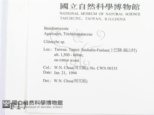 杯傘屬藏品圖，第2張