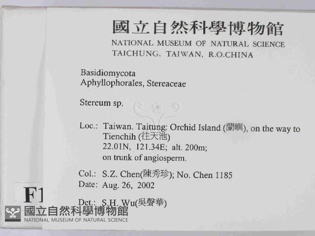 韌革菌屬藏品圖，第2張
