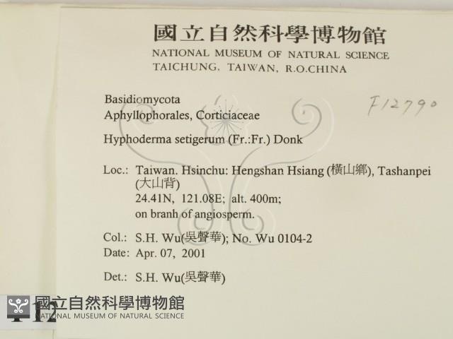 剛毛絲皮菌藏品圖，第2張