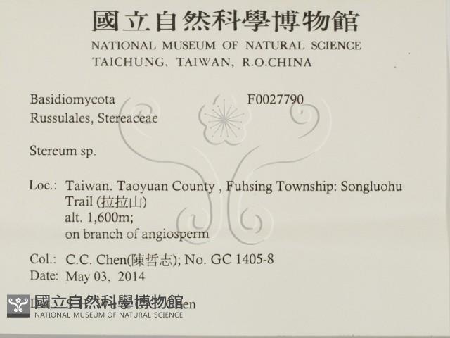韌革菌屬藏品圖，第2張