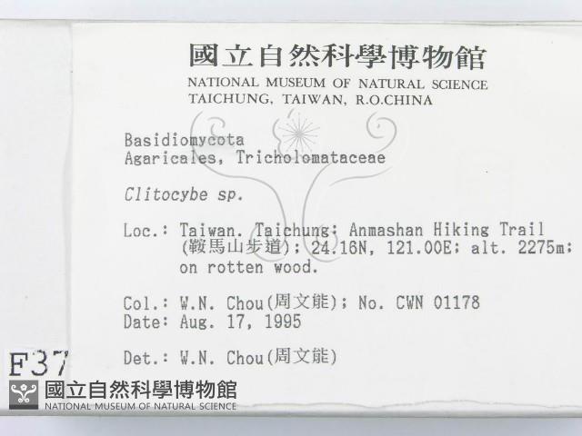 杯傘屬藏品圖，第2張