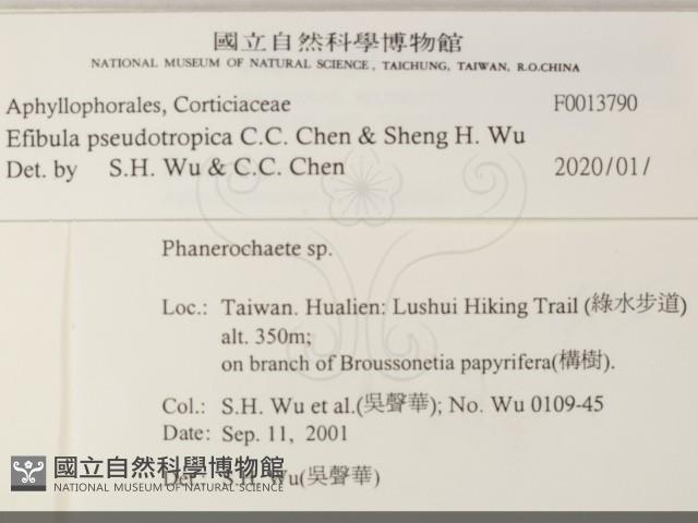 雲南無扣菌藏品圖，第2張