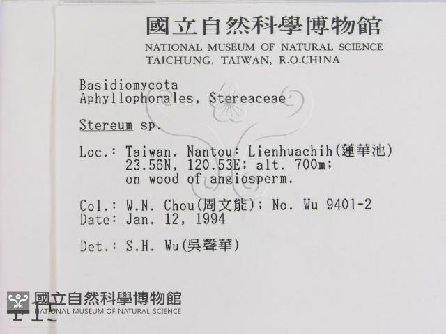 韌革菌屬藏品圖，第2張