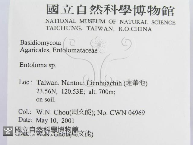 粉褶菌屬藏品圖，第2張