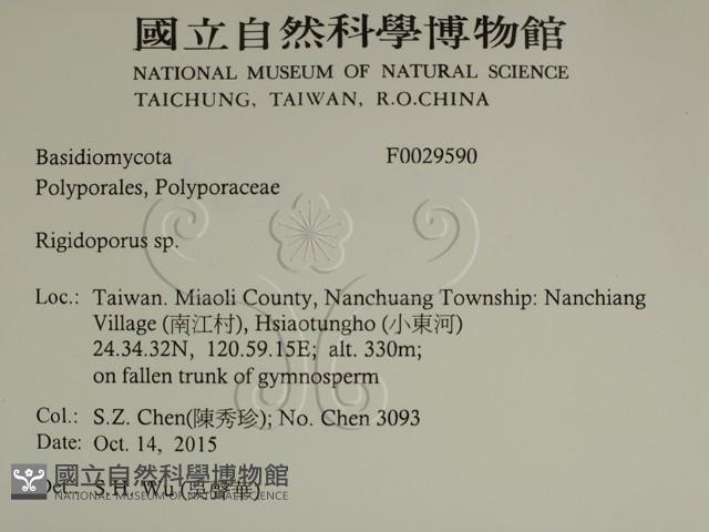 硬孔菌屬藏品圖，第2張