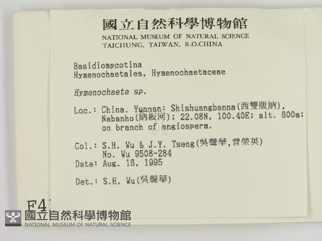 刺革菌屬藏品圖，第2張