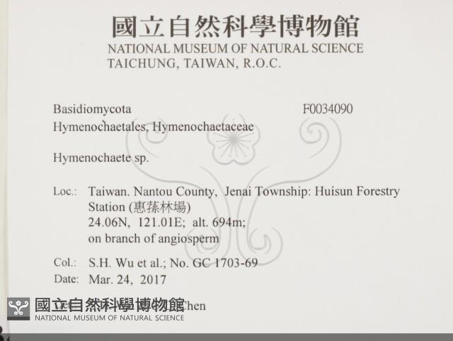刺革菌屬藏品圖，第2張
