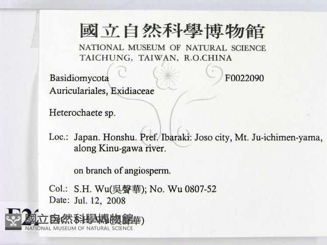 刺皮菌屬藏品圖，第2張