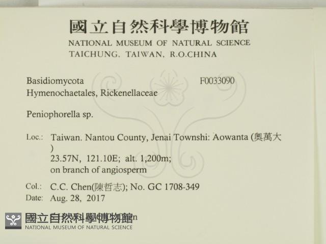 擬筍殼菌屬藏品圖，第2張