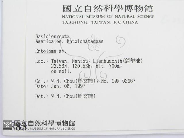 粉褶菌屬藏品圖，第2張