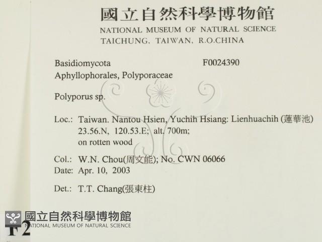 多孔菌屬藏品圖，第2張