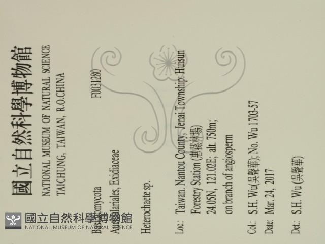 刺皮菌屬藏品圖，第2張