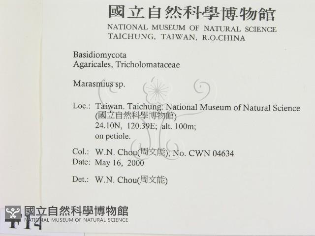 小皮傘屬藏品圖，第2張