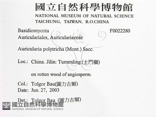 毛木耳藏品圖，第2張