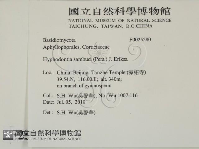 冇骨消絲齒菌藏品圖，第2張