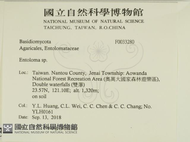 粉褶菌屬藏品圖，第2張