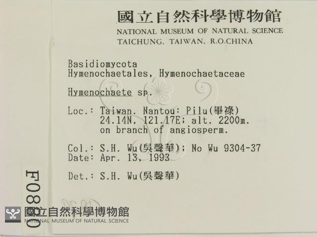 刺革菌屬藏品圖，第2張