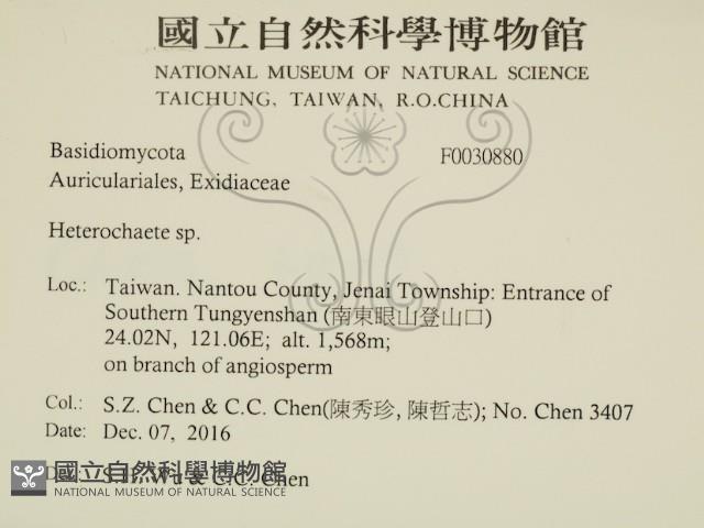 刺皮菌屬藏品圖，第2張