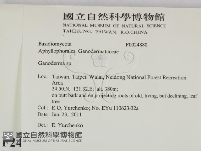 靈芝屬藏品圖，第2張