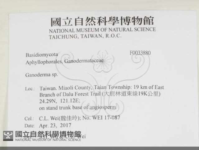 靈芝屬藏品圖，第2張