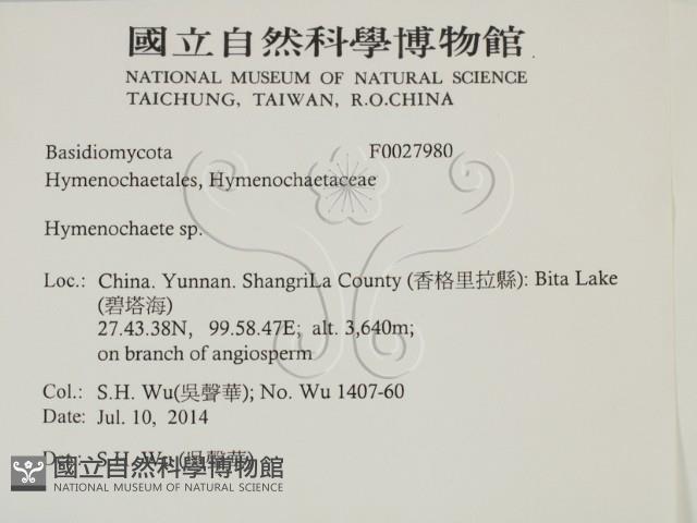 刺革菌屬藏品圖，第2張