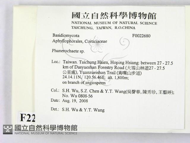 顯絲菌屬藏品圖，第2張