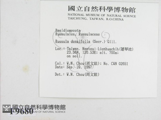 密褶紅菇藏品圖，第2張