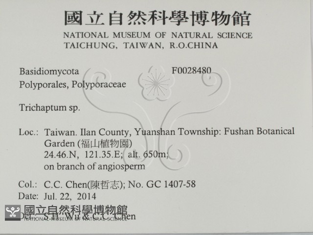 附毛菌屬藏品圖，第2張