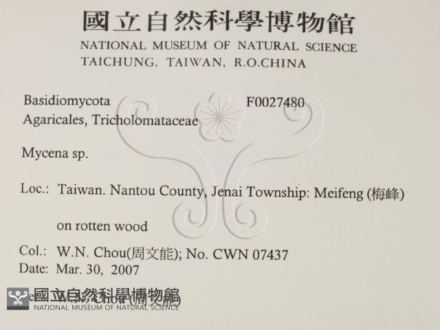 小菇屬藏品圖，第2張