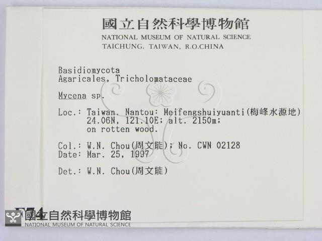 小菇屬藏品圖，第2張